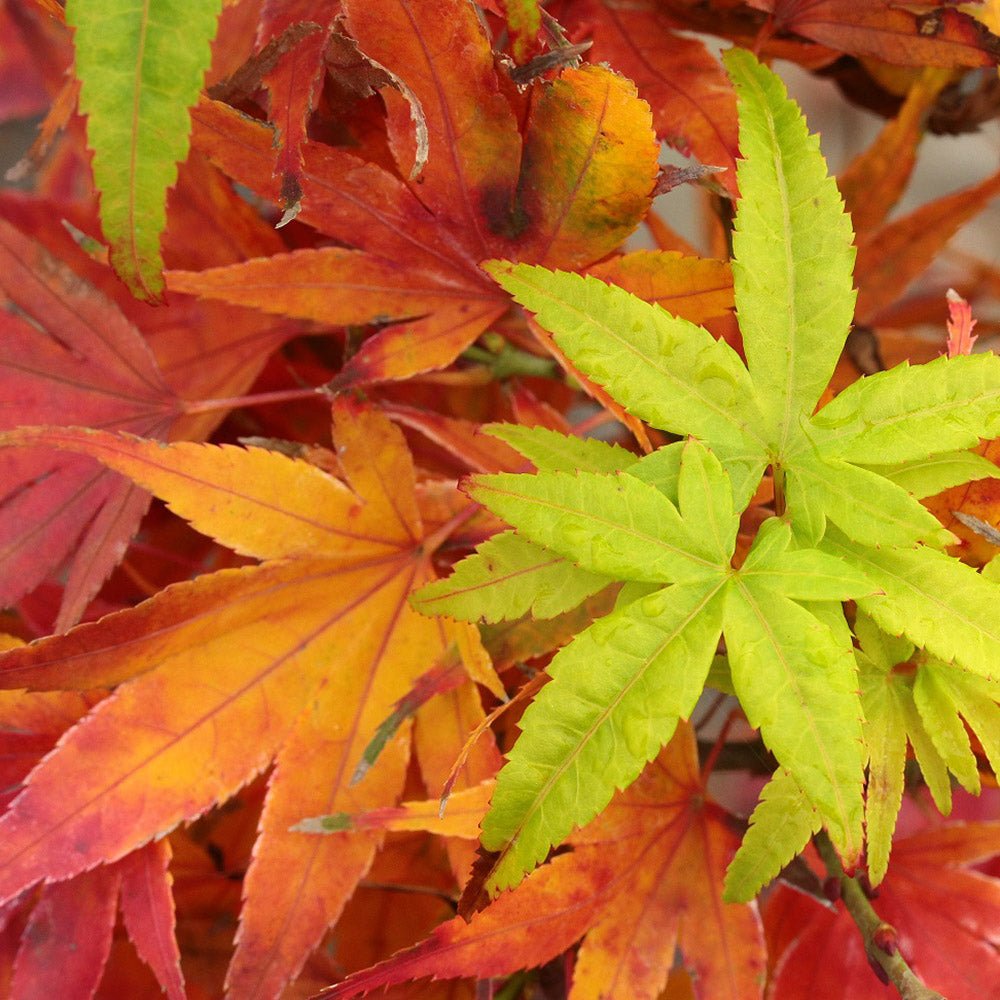 Artar Japonez Mikawa Yatsubusa, cu frunzis verde