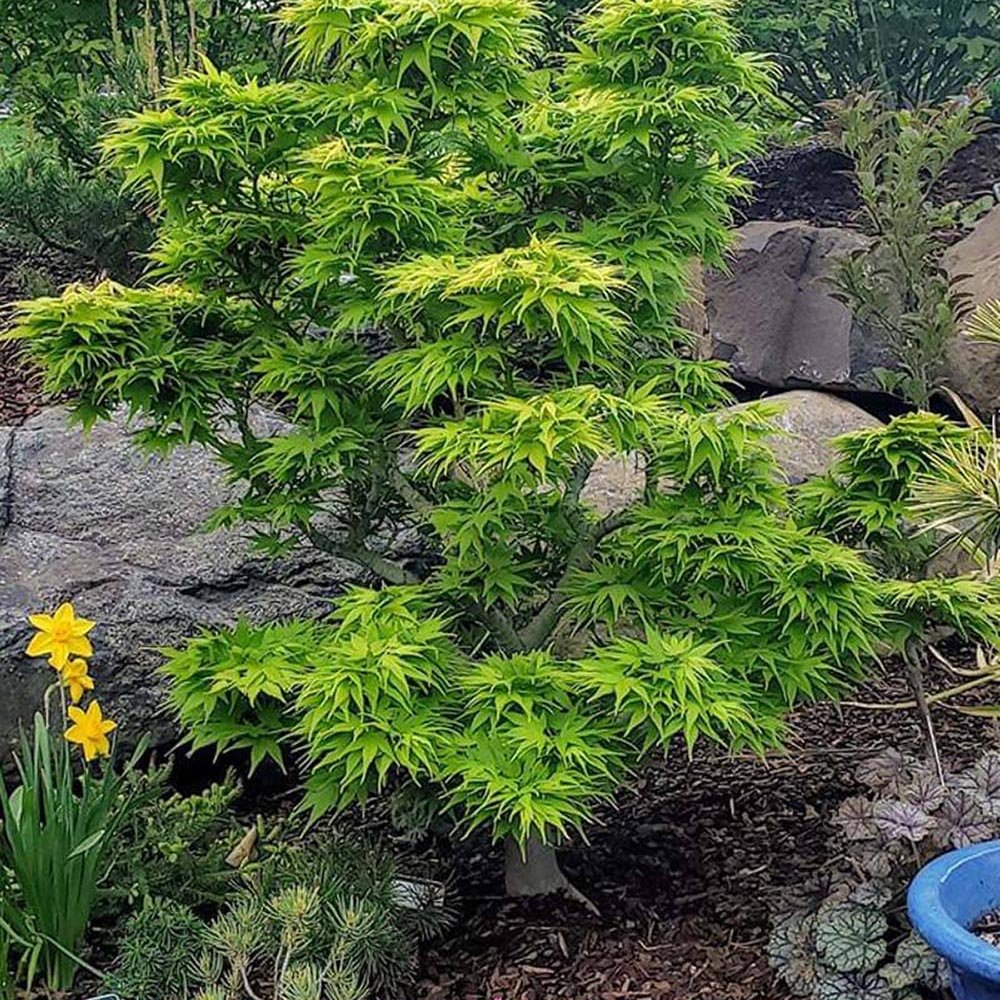 Artar Japonez Mikawa Yatsubusa, cu frunzis verde