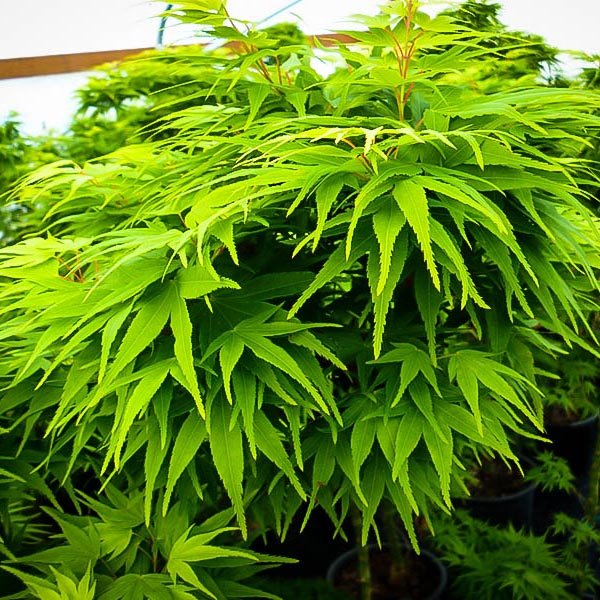 Artar Japonez Mikawa Yatsubusa, cu frunzis verde