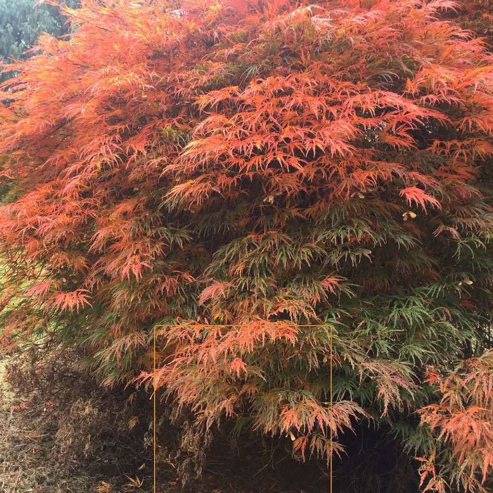 Artar Japonez Orangeola, cu frunzis portocaliu-rosu-caramel