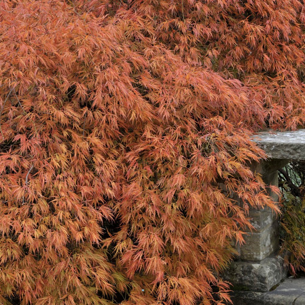 Artar Japonez Orangeola, cu frunzis portocaliu-rosu-caramel