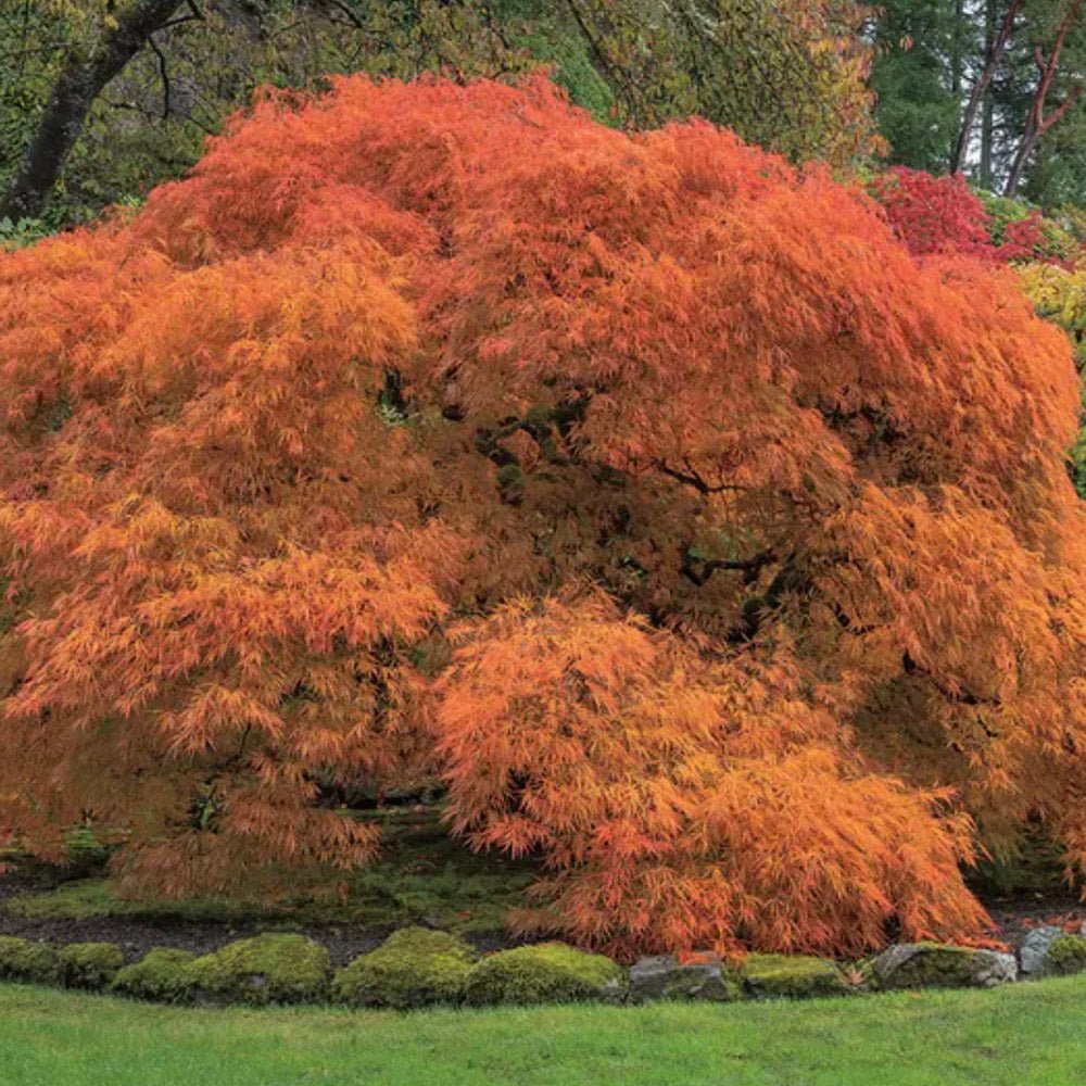Artar Japonez Orangeola, cu frunzis portocaliu-rosu-caramel