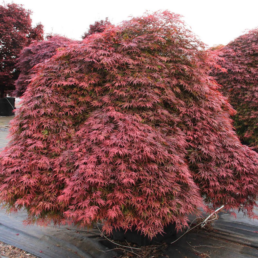 Artar Japonez Orangeola, cu frunzis portocaliu-rosu-caramel