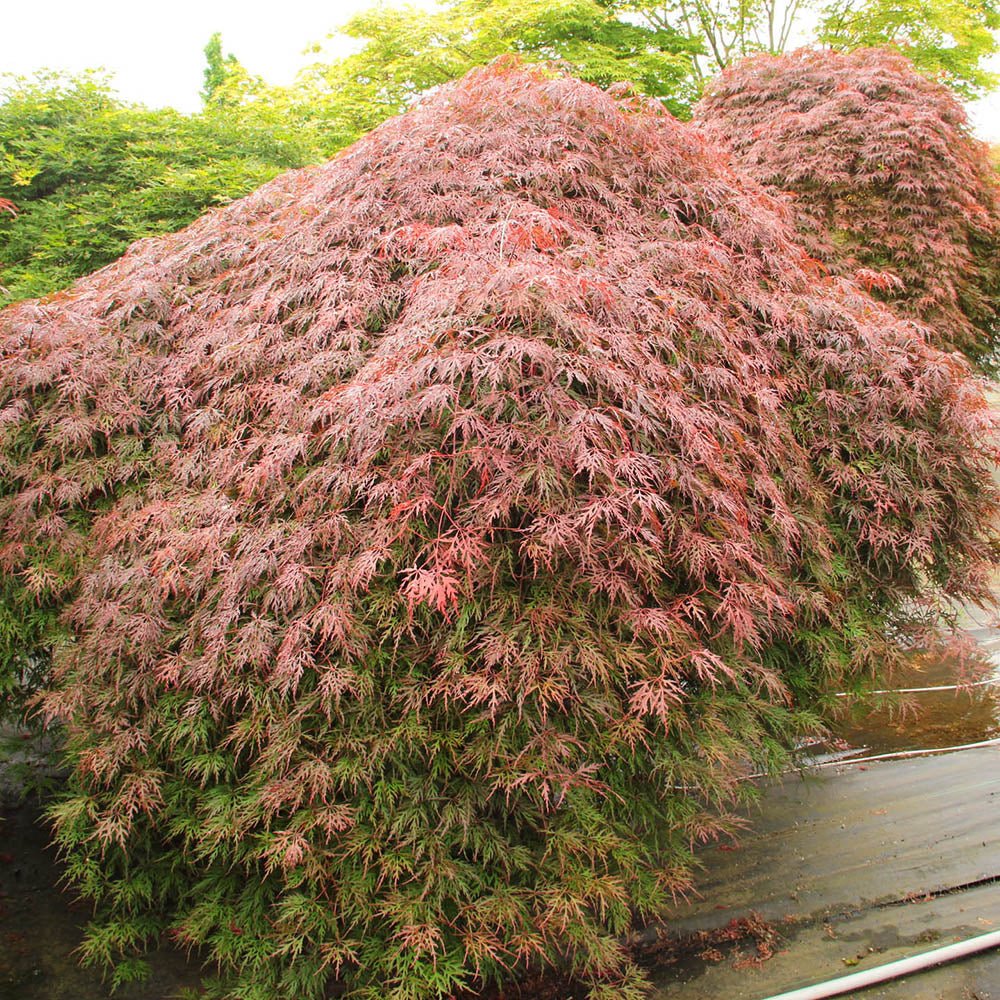 Artar Japonez Orangeola, cu frunzis portocaliu-rosu-caramel