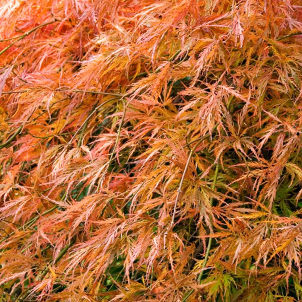 Artar Japonez Orangeola, cu frunzis portocaliu-rosu-caramel