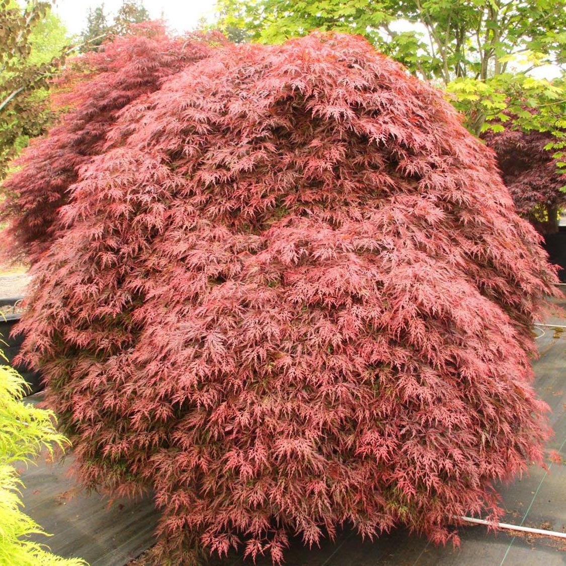 Artar Japonez Orangeola, cu frunzis portocaliu-rosu-caramel