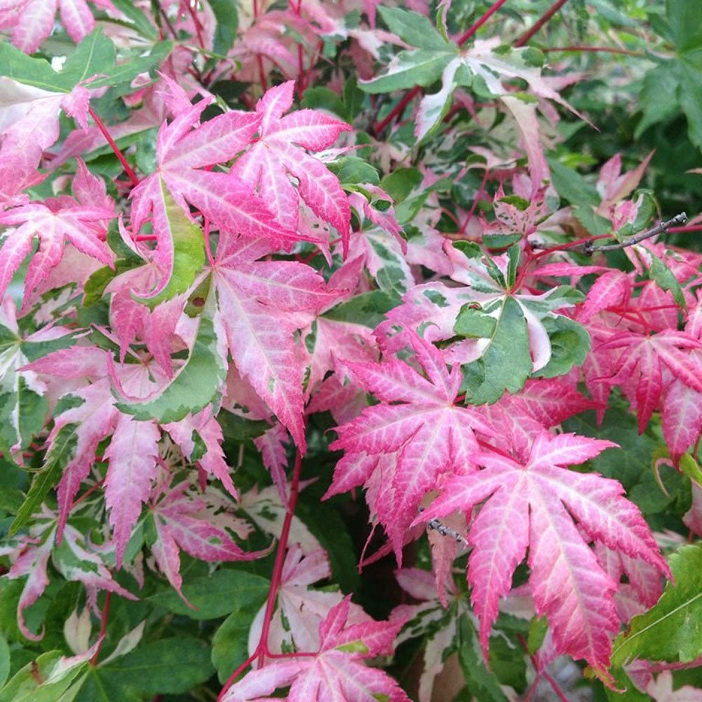 Artar Japonez Oridono-nishiki, cu frunzis roz, verde si alb