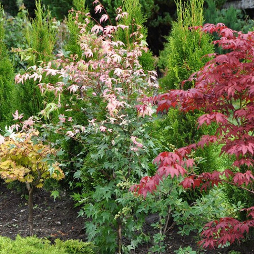 Artar Japonez Oridono-nishiki, cu frunzis roz, verde si alb