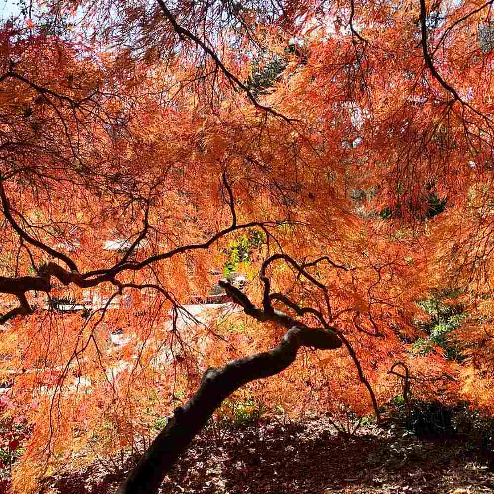 Artar Japonez Ornatum, cu frunzis galben-portocaliu-rosu