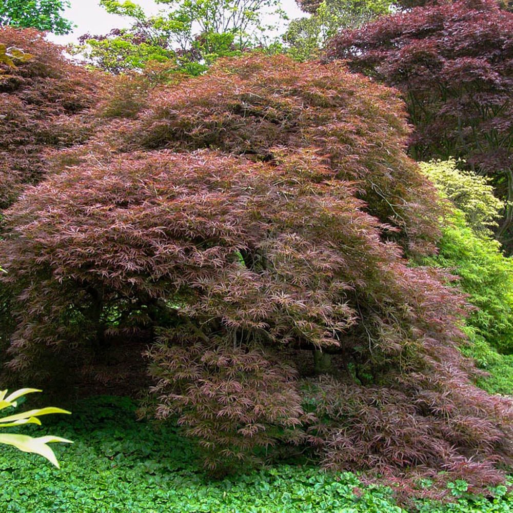 Artar Japonez Ornatum, cu frunzis galben-portocaliu-rosu