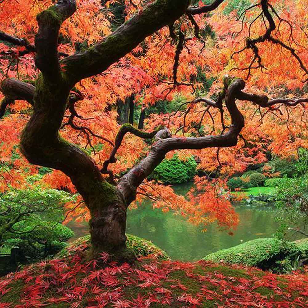 Artar Japonez Ornatum, cu frunzis galben-portocaliu-rosu