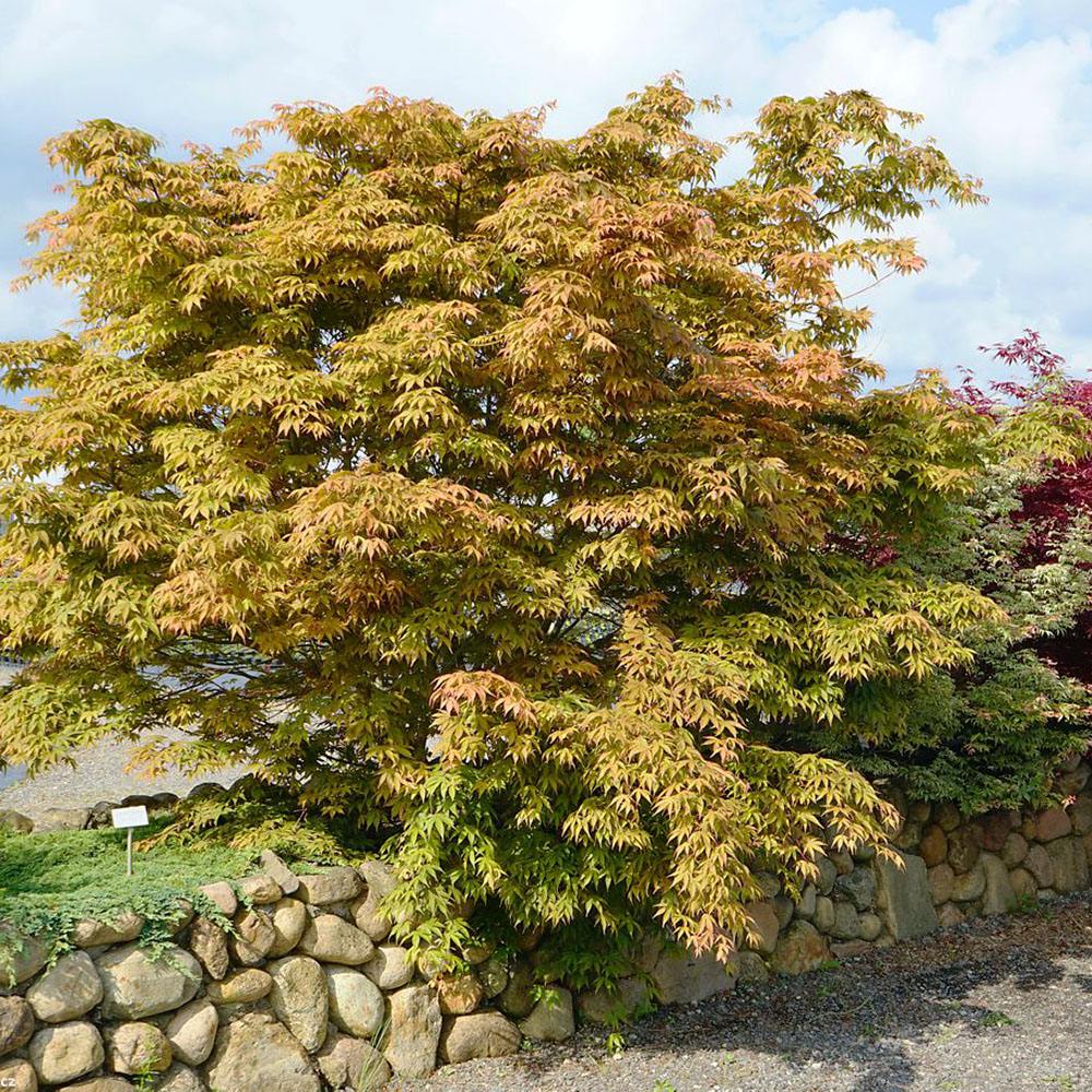 Artar Japonez Osakazuki, cu frunzis rosu - aprins