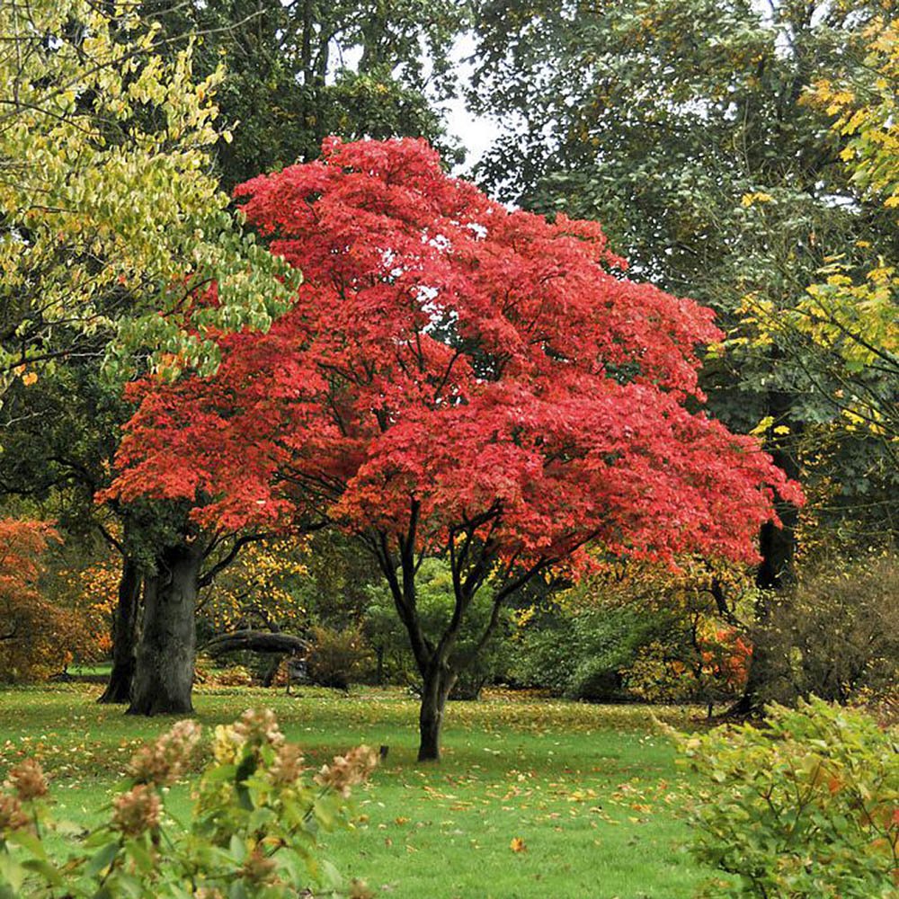 Artar Japonez Osakazuki, cu frunzis rosu - aprins
