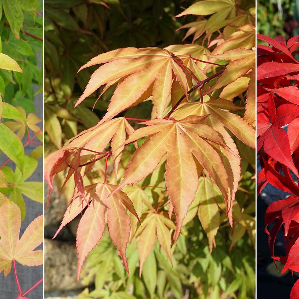 Artar Japonez Osakazuki, cu frunzis rosu - aprins