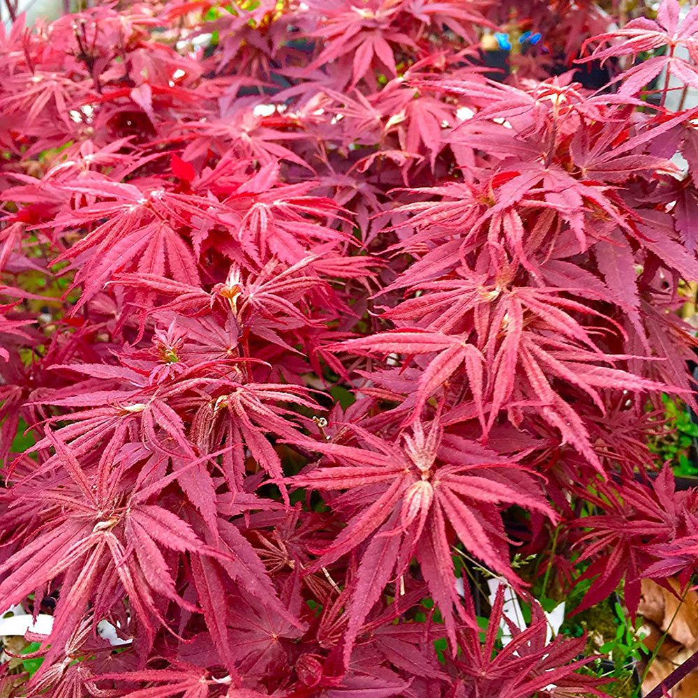 Artar Japonez Pixie, cu frunzis rosu-inchis