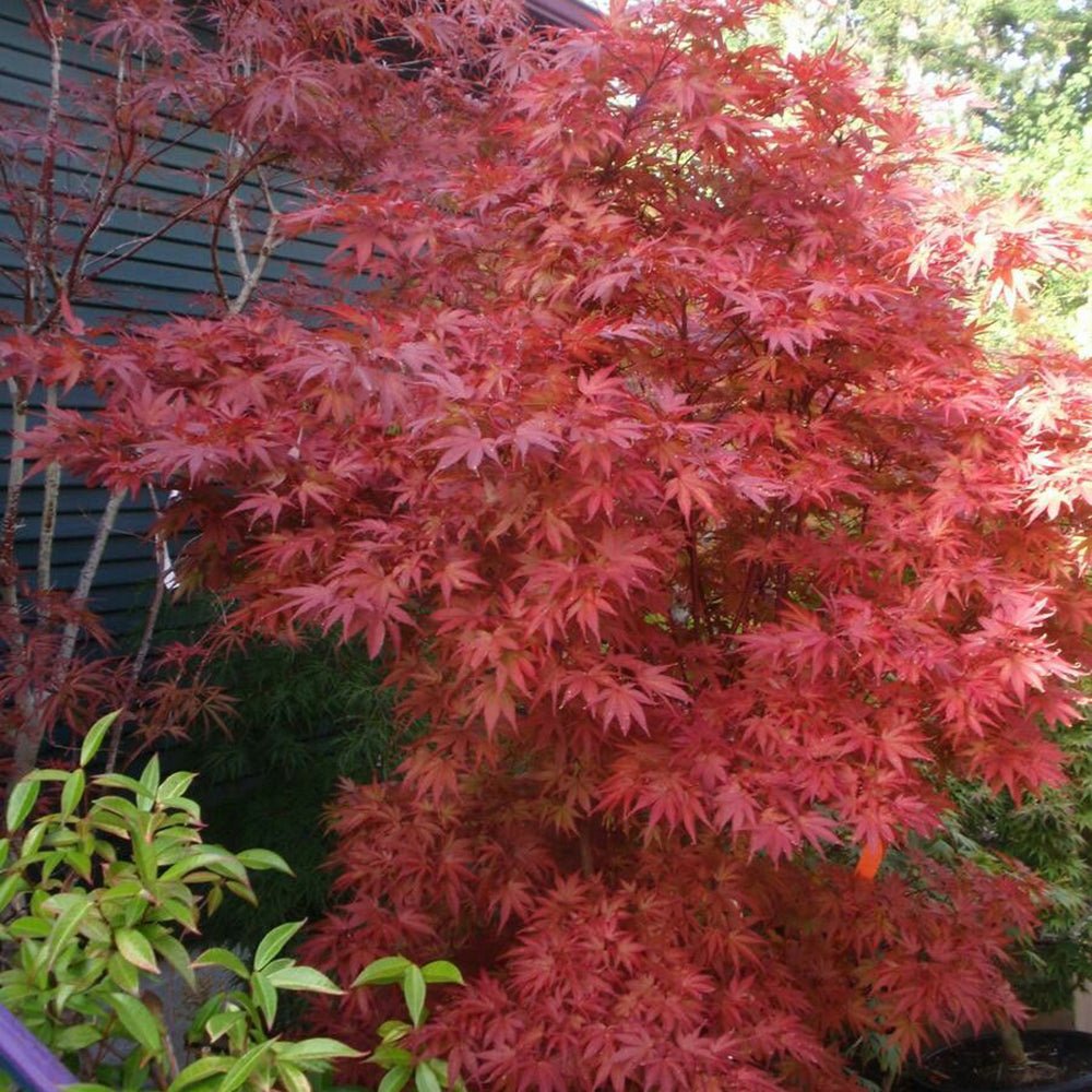 Artar Japonez Pixie, cu frunzis rosu-inchis