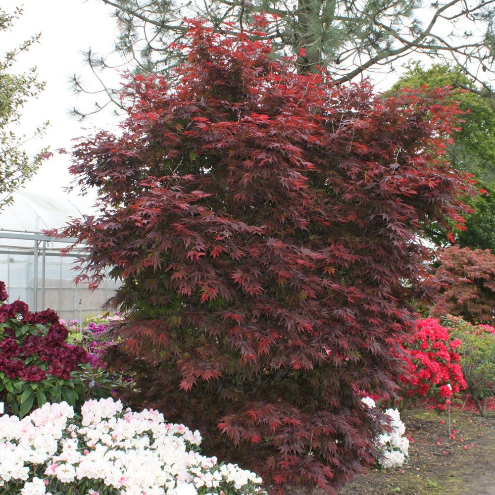 Artar Japonez Pixie, cu frunzis rosu-inchis