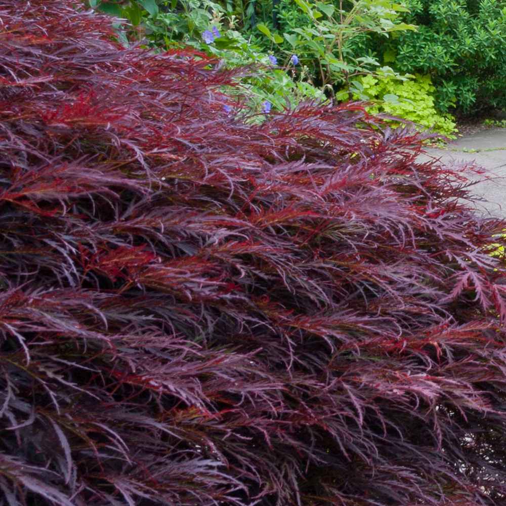 Artar Japonez Red Dragon, cu frunze rosii-purpuriu