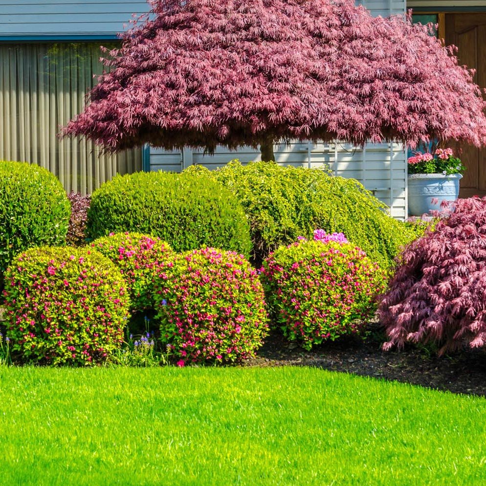 Artar Japonez Red Dragon, cu frunze rosii-purpuriu