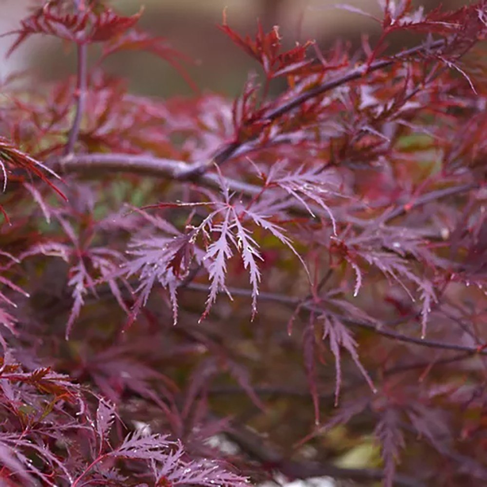 Artar Japonez Red Dragon, cu frunze rosii-purpuriu