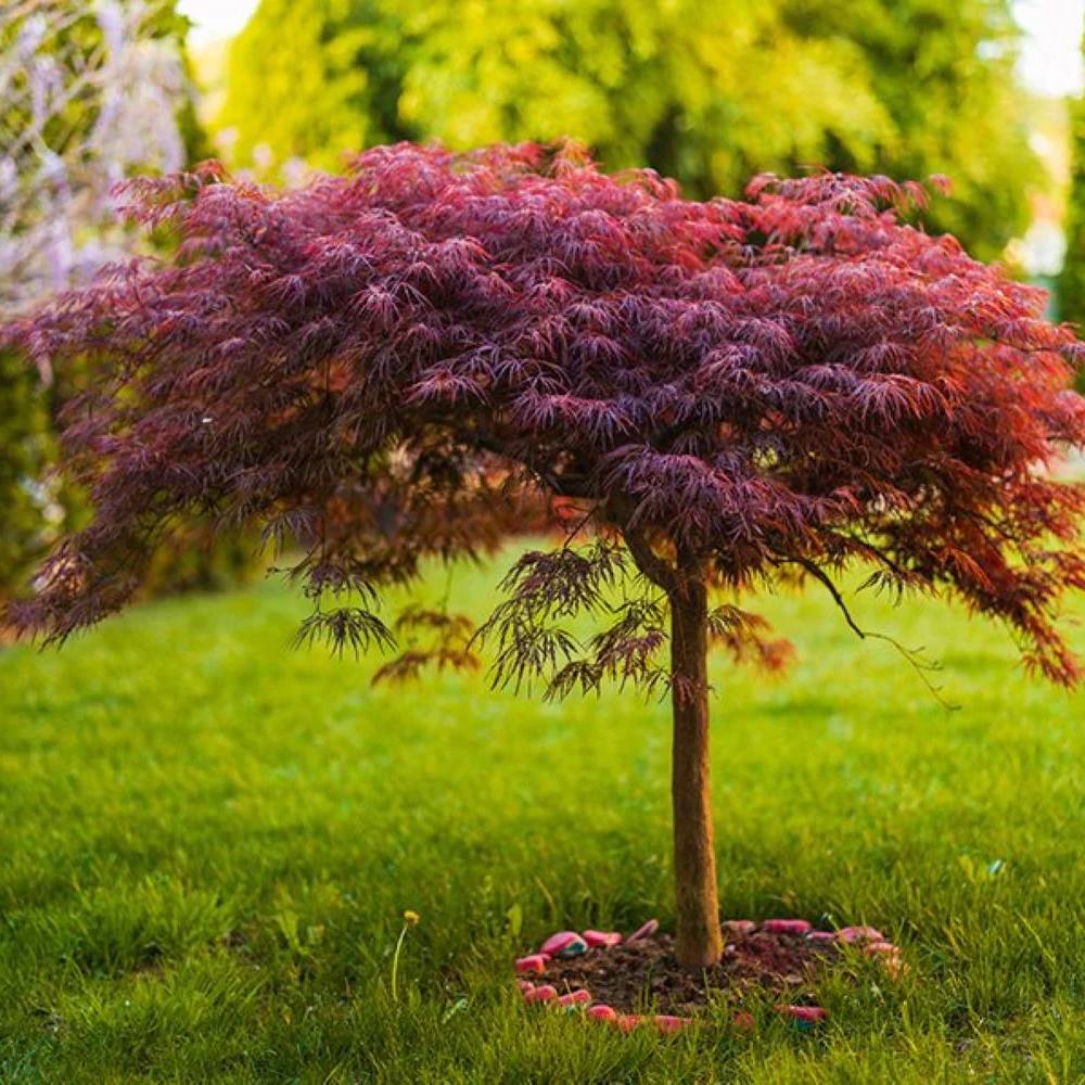 Artar Japonez Red Dragon, cu frunze rosii-purpuriu