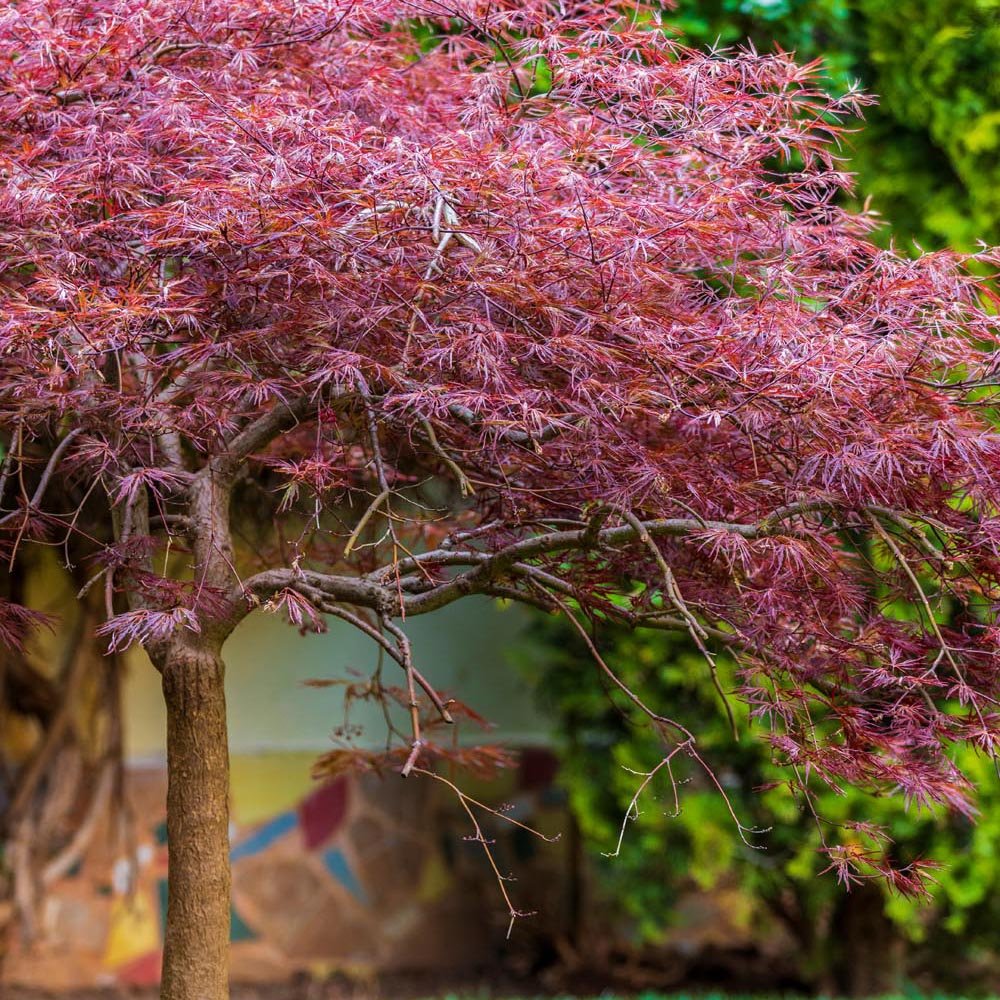 Artar Japonez Red Dragon, cu frunze rosii-purpuriu
