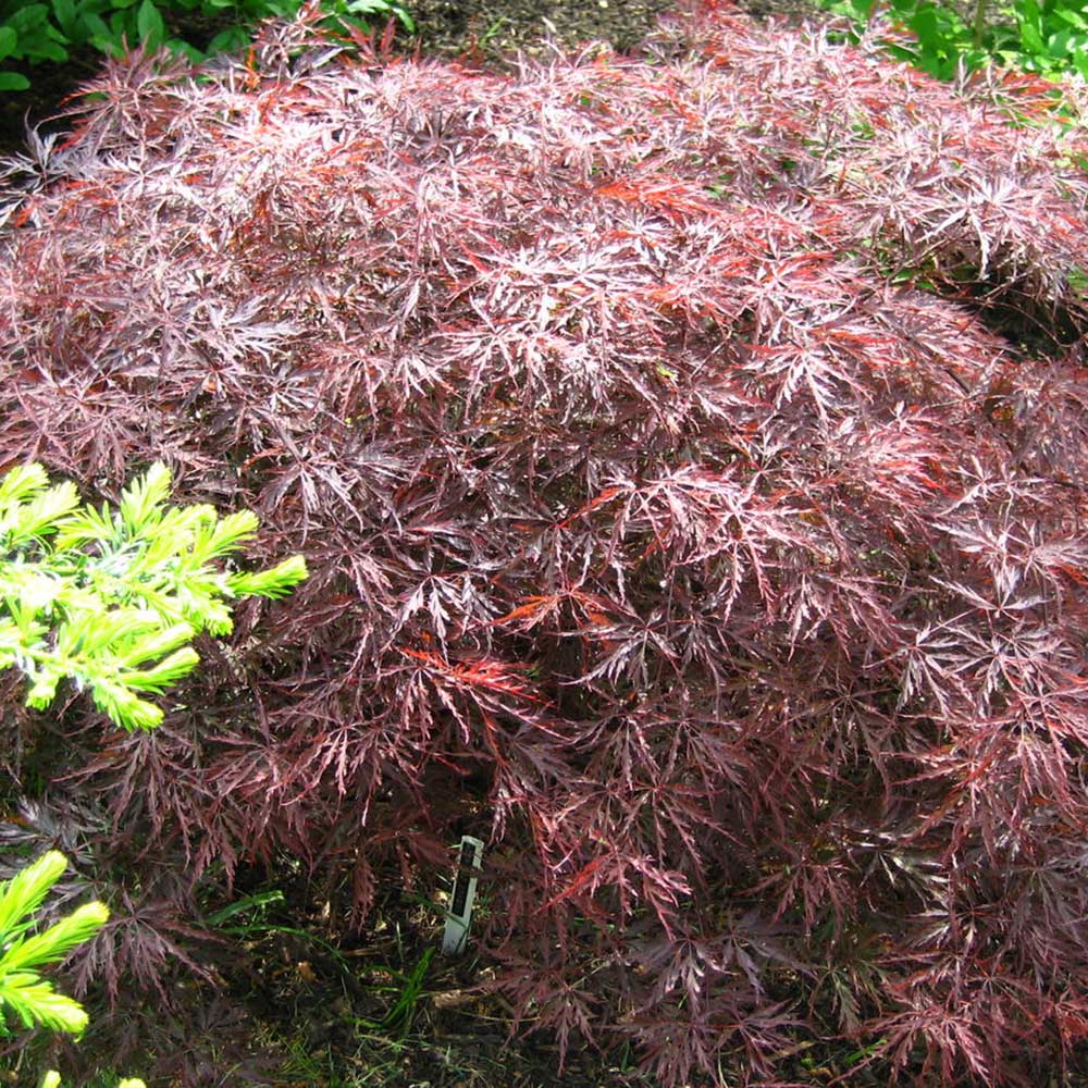 Artar Japonez Red Feathers, cu frunzis rosu