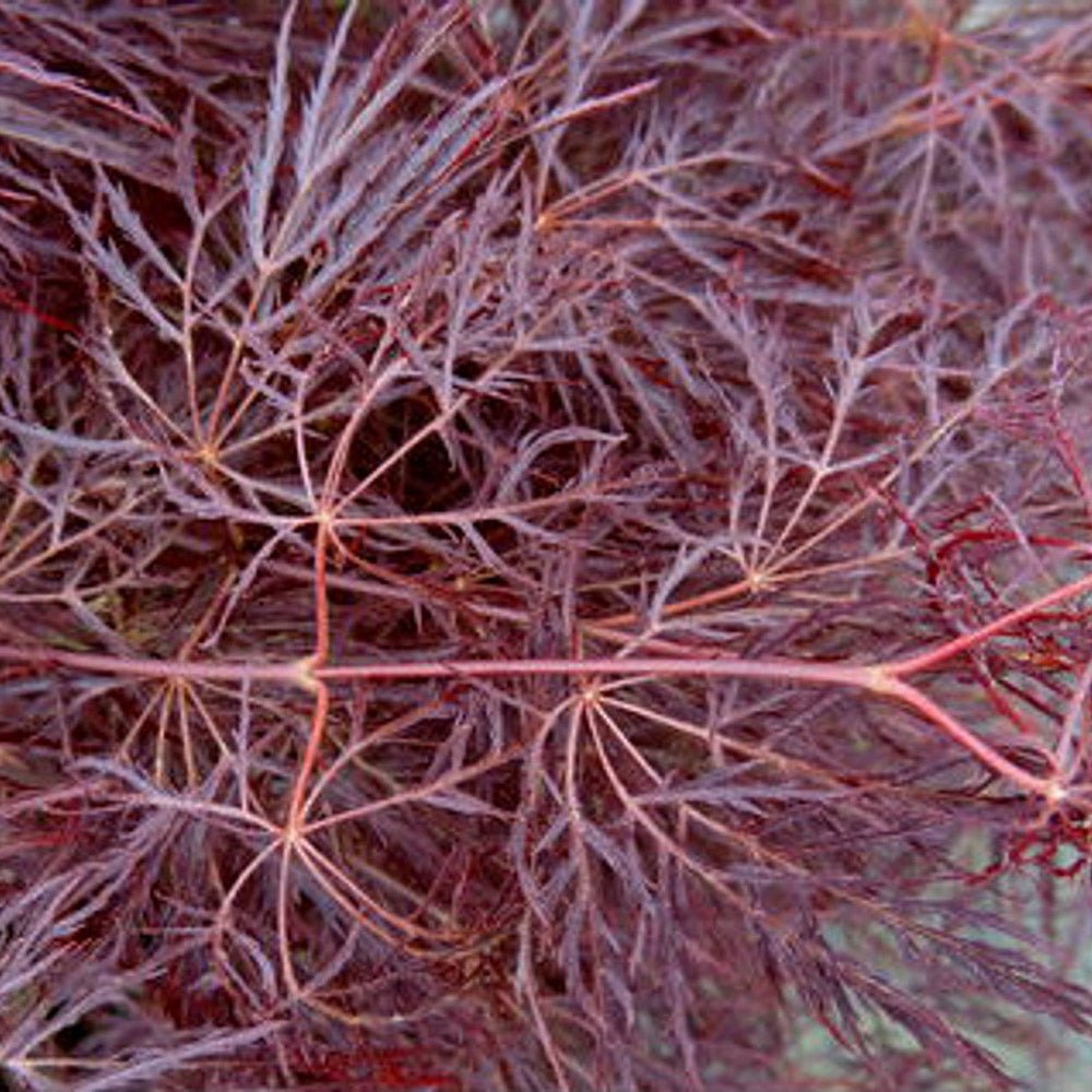 Artar Japonez Red Feathers, cu frunzis rosu