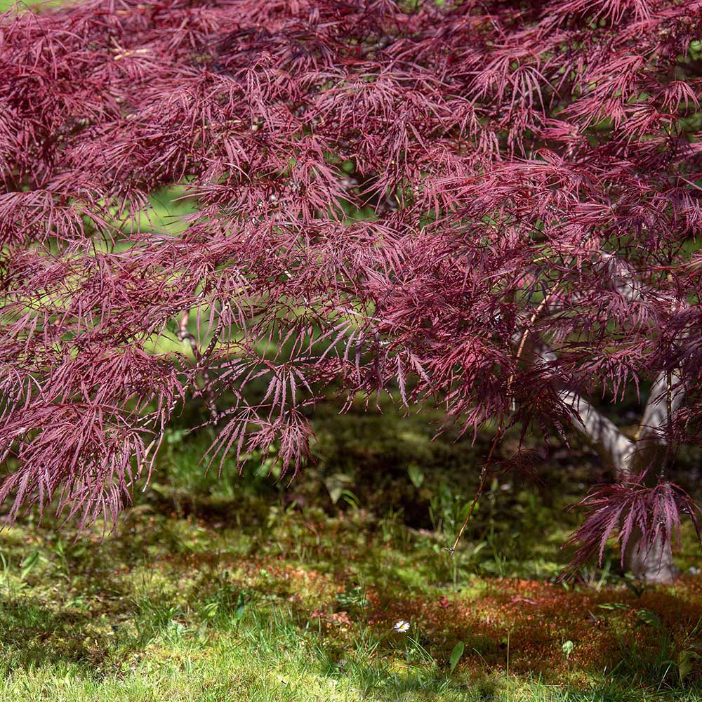 Artar Japonez Red Feathers, cu frunzis rosu