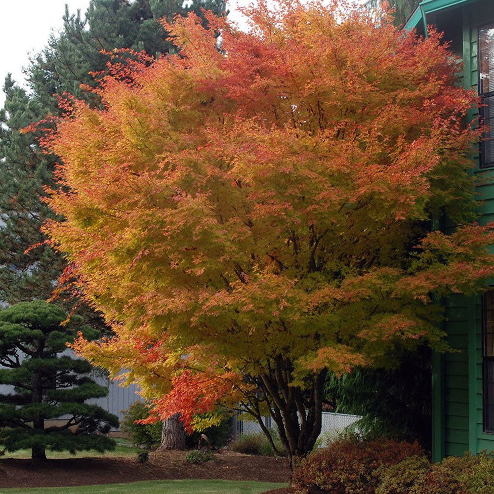 Artar Japonez Sangokaku, cu frunzis galben-portocaliu