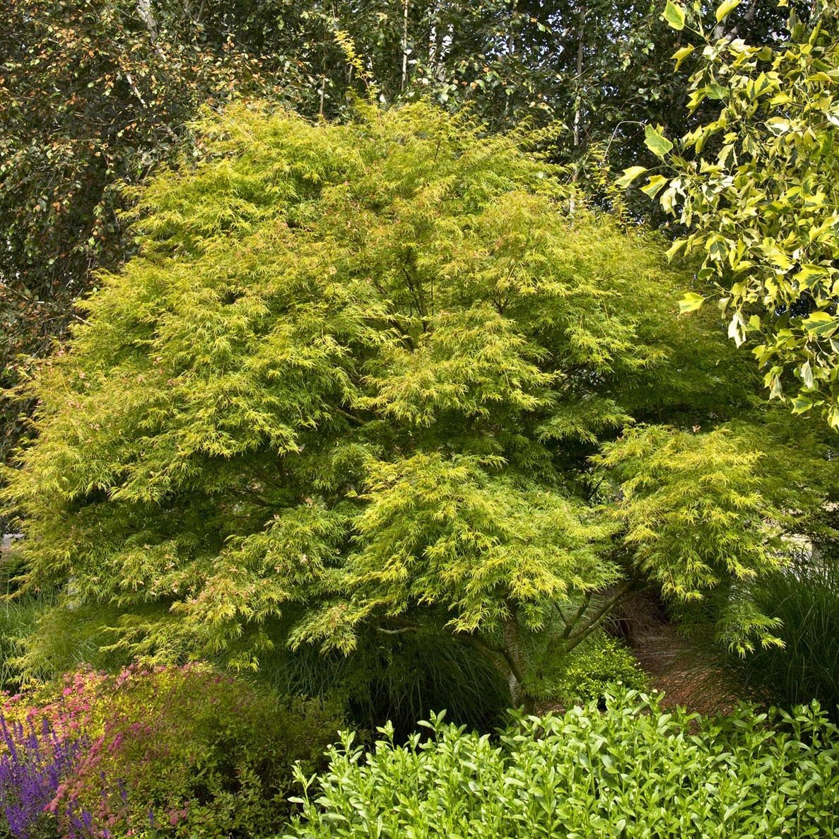 Artar Japonez Seiryu, cu frunzis verde-deschis