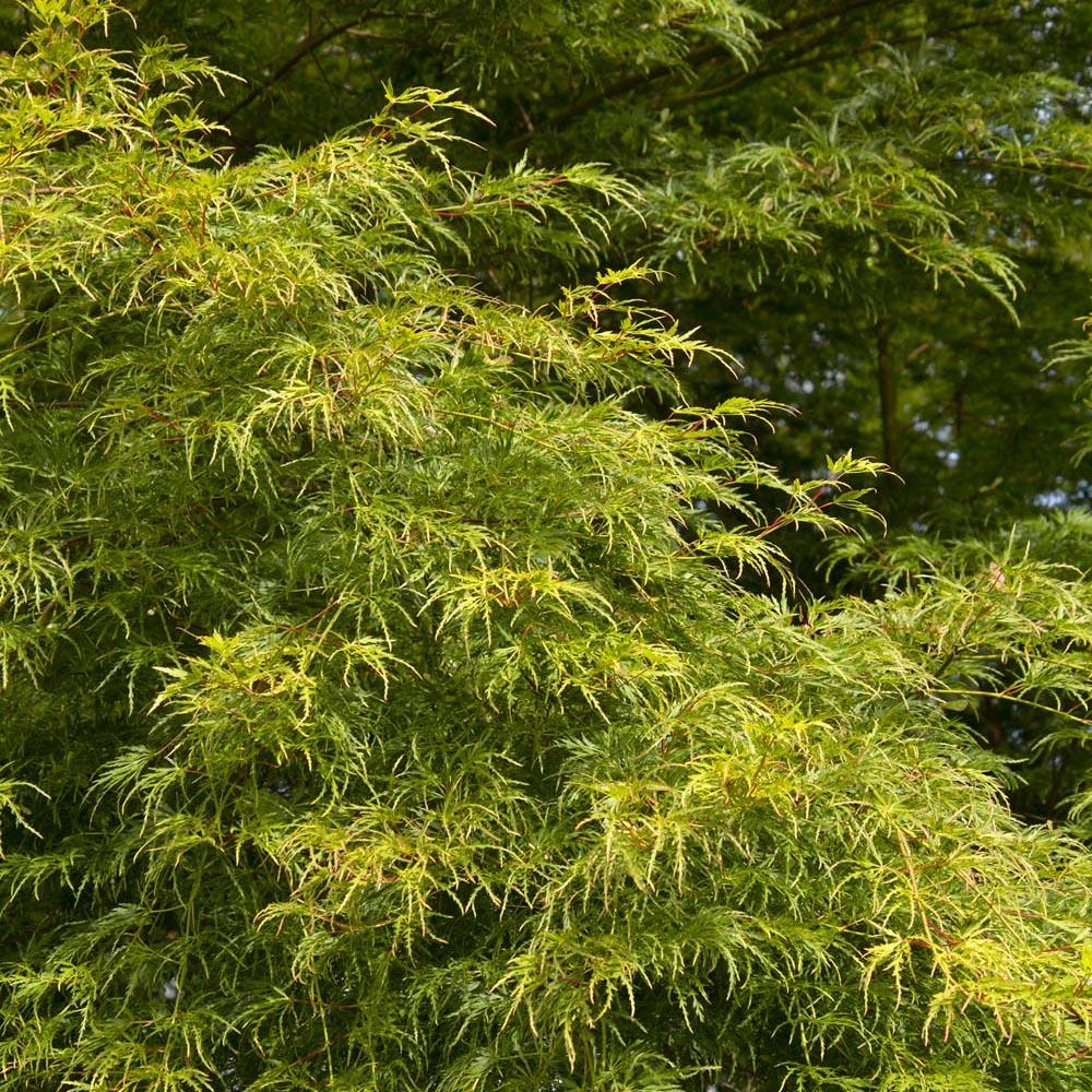 Artar Japonez Seiryu, cu frunzis verde-deschis