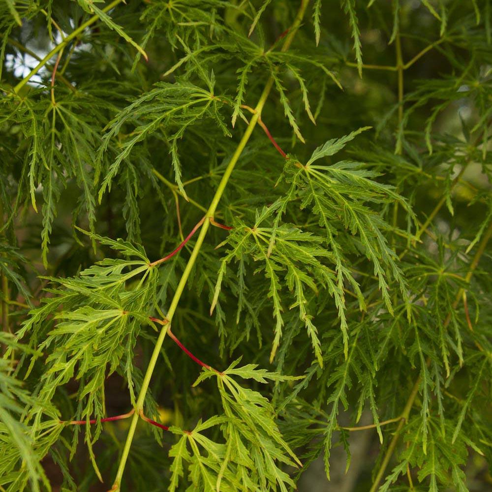 Artar Japonez Seiryu, cu frunzis verde-deschis