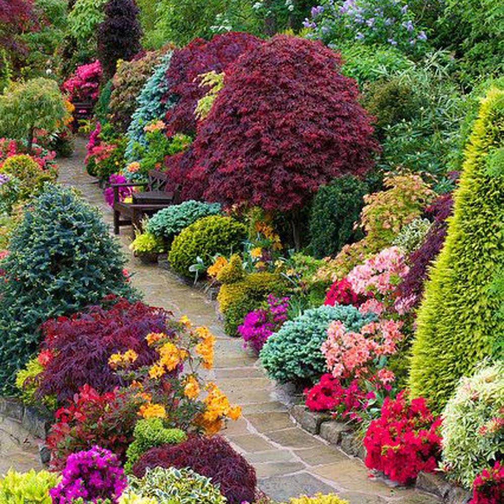 Artar Japonez Shaina, cu frunzis rosu- deschis