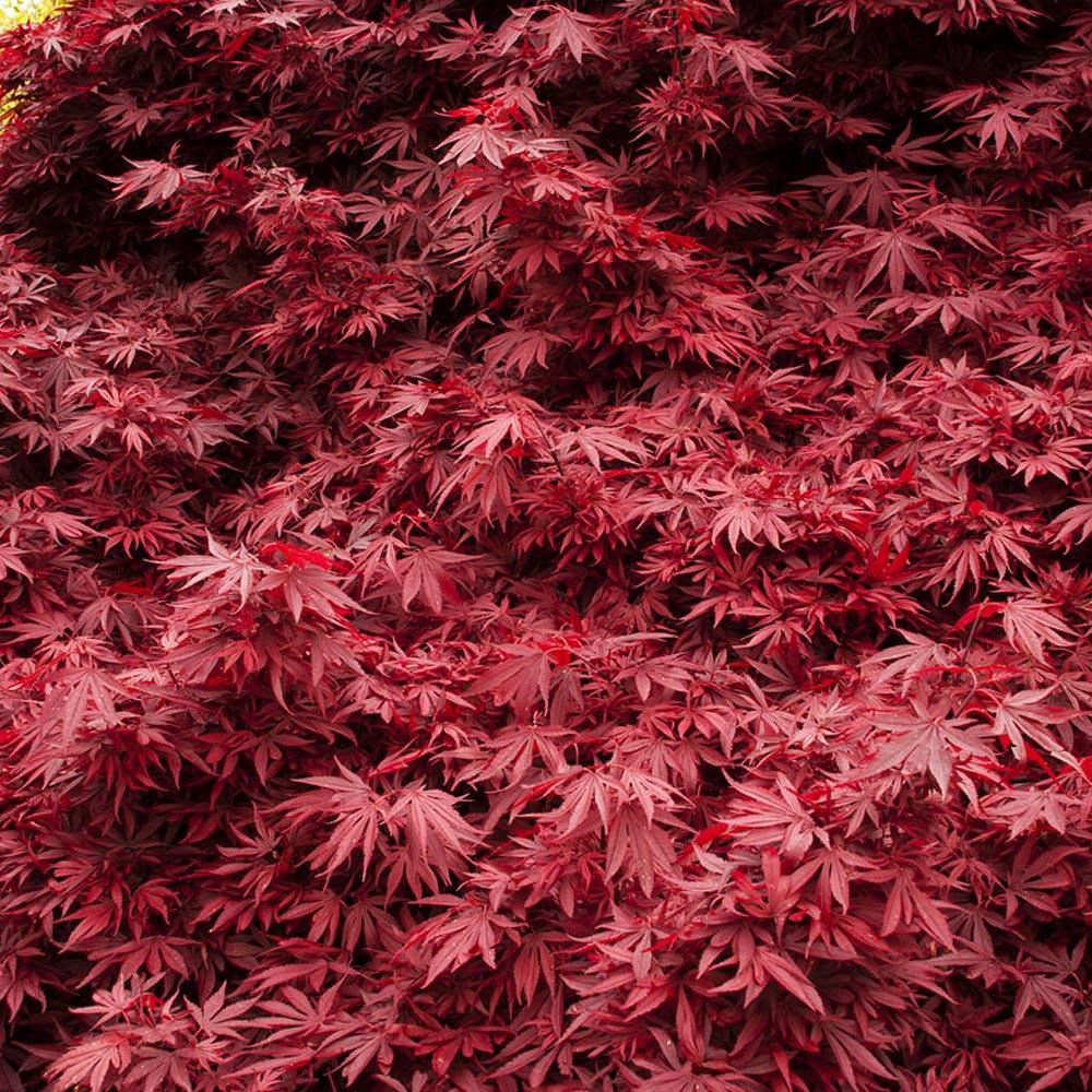 Artar Japonez Shaina, cu frunzis rosu- deschis