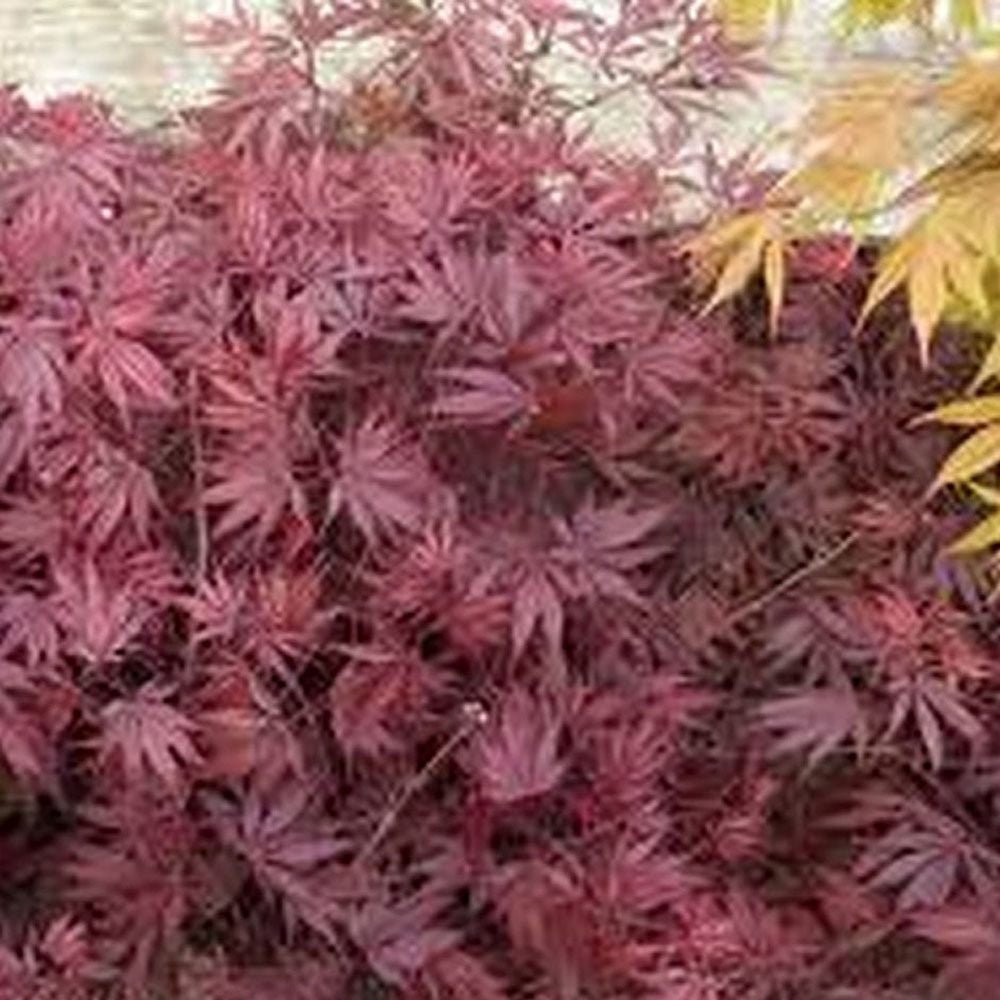 Artar Japonez Sherwood Flame, cu frunzis rosu-intens