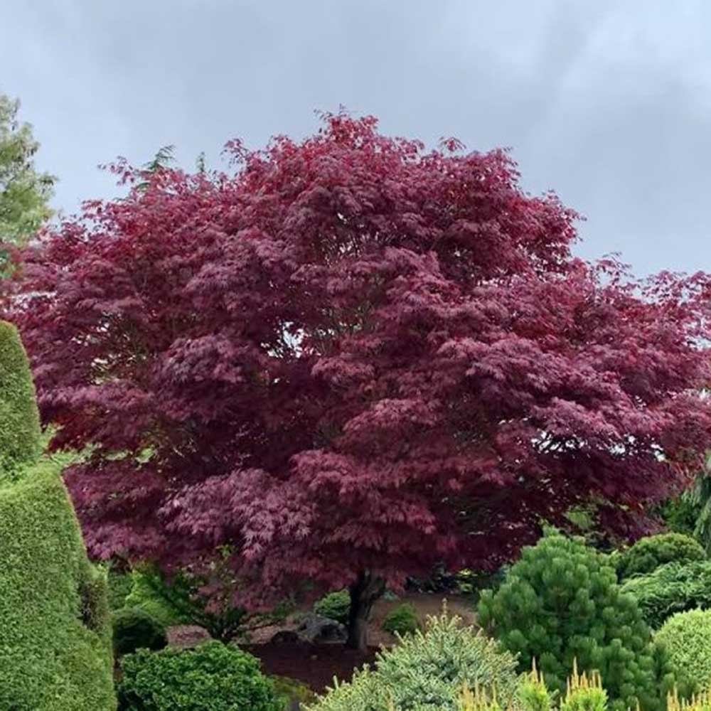 Artar Japonez Sherwood Flame, cu frunzis rosu-intens