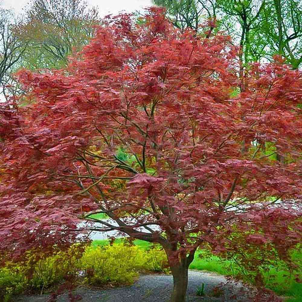 Artar Japonez Sherwood Flame, cu frunzis rosu-intens