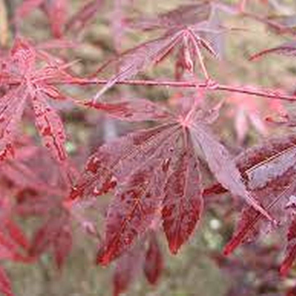 Artar Japonez Sherwood Flame, cu frunzis rosu-intens