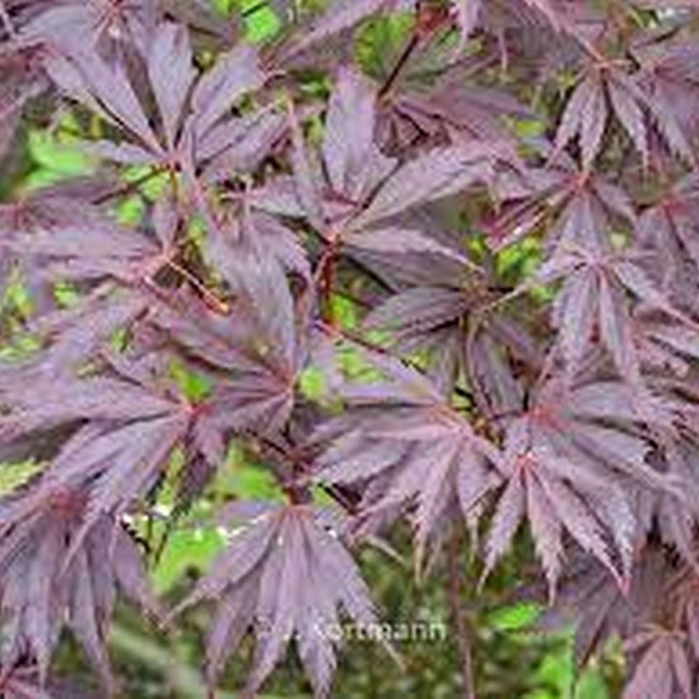 Artar Japonez Sherwood Flame, cu frunzis rosu-intens