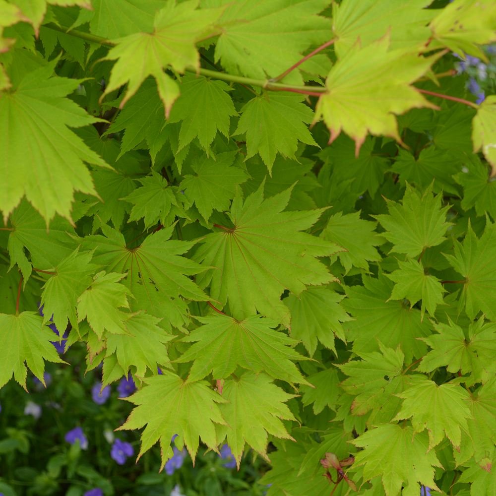 Artar Japonez Shirasawanum Aureum, cu frunzis auriu