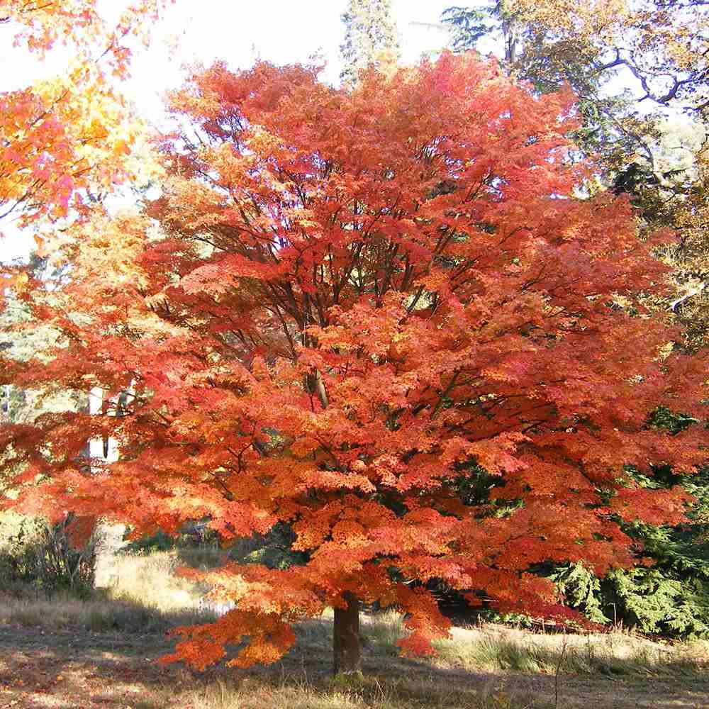 Artar Japonez Shirasawanum Aureum, cu frunzis auriu