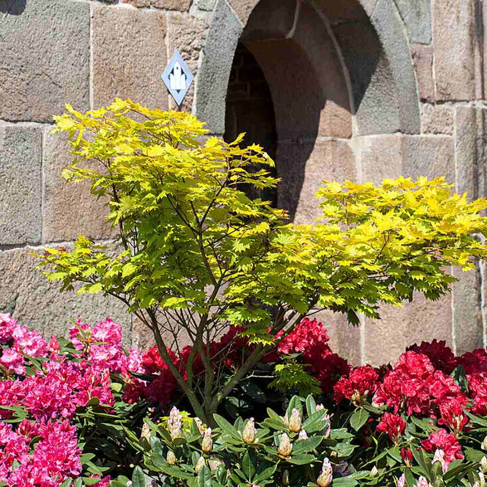 Artar Japonez Shirasawanum Aureum, cu frunzis auriu