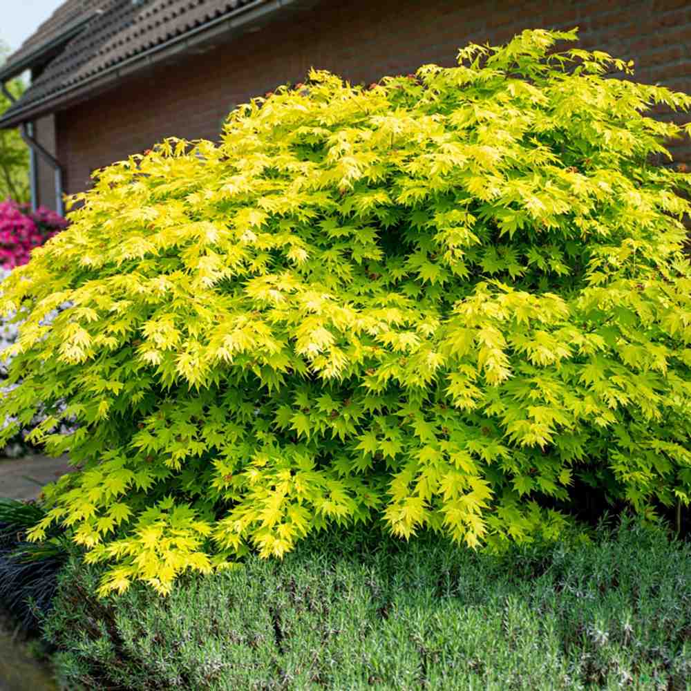 Artar Japonez Shirasawanum Aureum, cu frunzis auriu