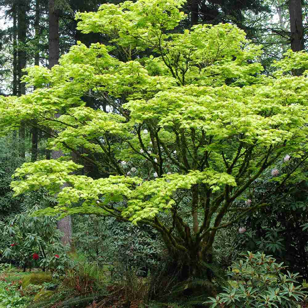 Artar Japonez Shirasawanum Aureum, cu frunzis auriu