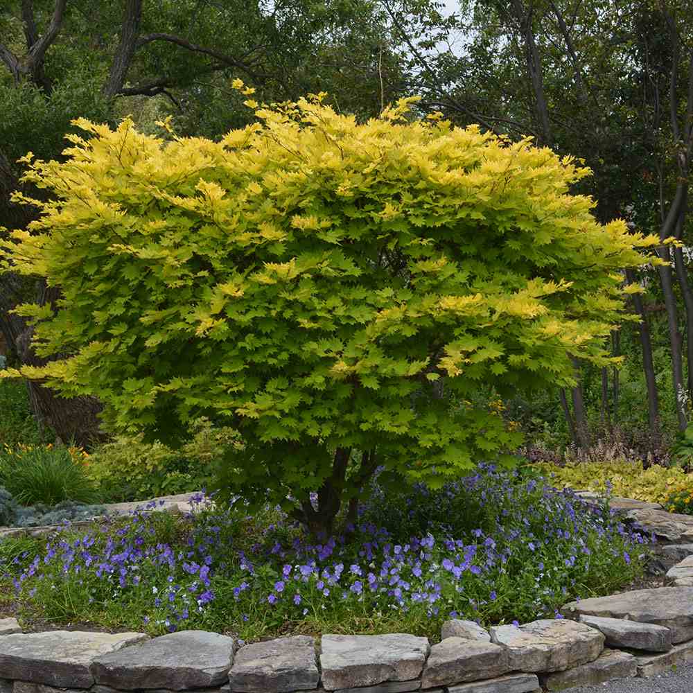 Artar Japonez Shirasawanum Aureum, cu frunzis auriu