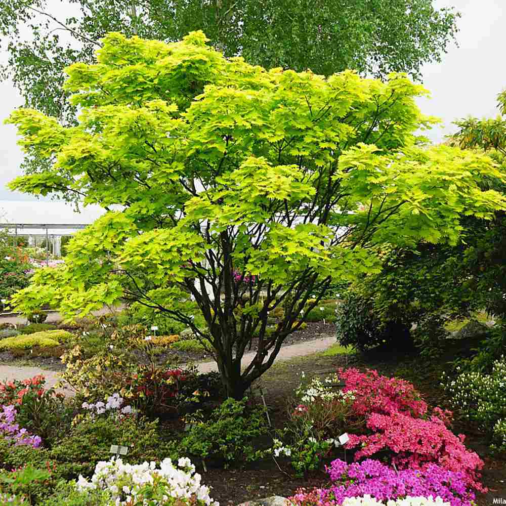 Artar Japonez Shirasawanum Aureum, cu frunzis auriu