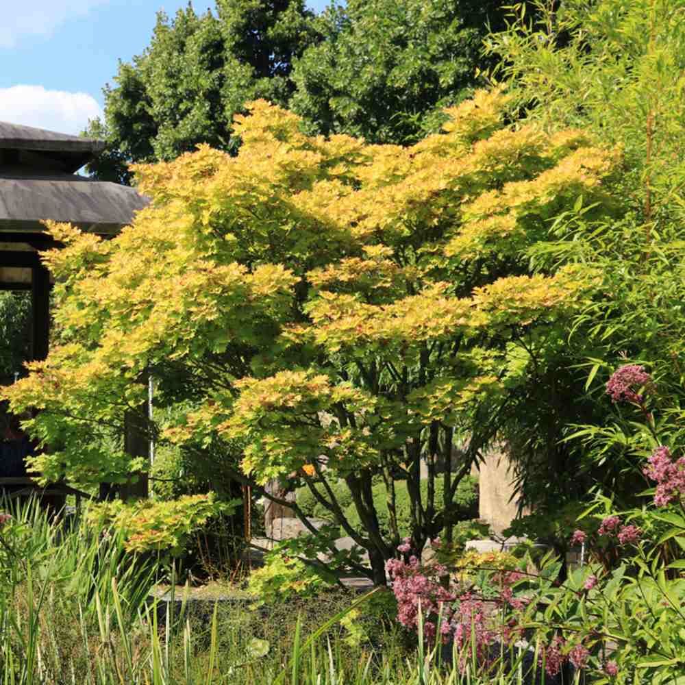 Artar Japonez Shirasawanum Aureum, cu frunzis auriu