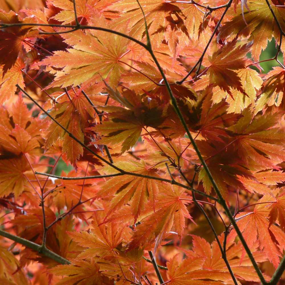 Artar Japonez Shirasawanum Aureum, cu frunzis auriu