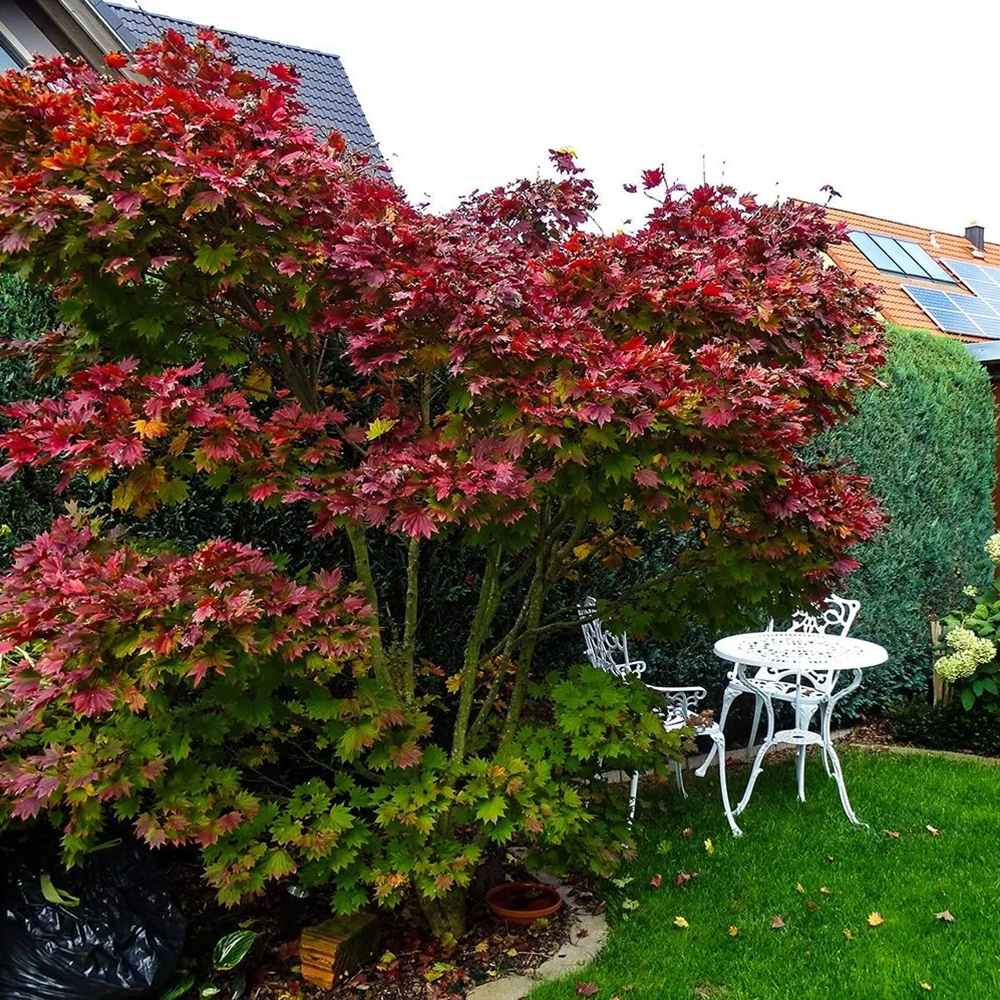 Artar Japonez Shirasawanum Aureum, cu frunzis auriu